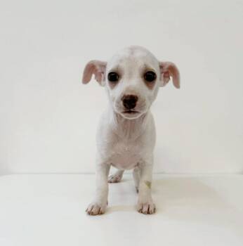 Rescue Chihuahua Dogs for Adoption in Los Angeles, California - Nemo | PetCurious