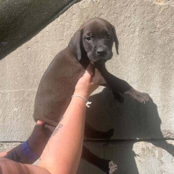 Dennis -  Pit Bull Terrier and Labrador Retriever Dog for Adoption in Salem, West Virginia - Dennis | PetCurious