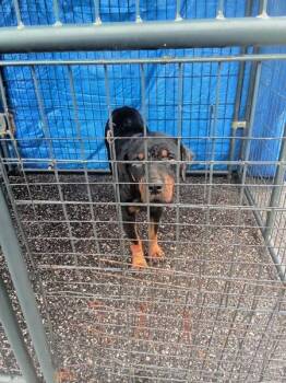 Rottweiler Dogs Available for Adoption in Mobile, Alabama - Suki | PetCurious
