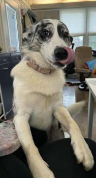 Australian Shepherd Dogs Available for Adoption - Miss Aspen | PetCurious