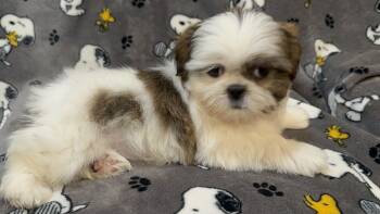 Shih Tzu Dogs Available for Sale in Baldwin, New York - Anna  | PetCurious