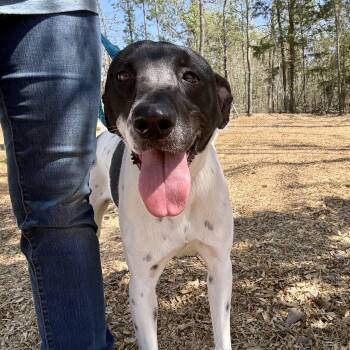 Pumpkin -  Border Collie Dog for Adoption in Queen City, Texas - Pumpkin | PetCurious