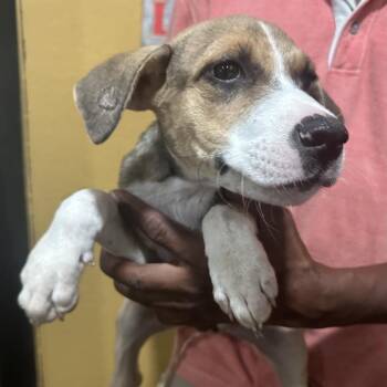 Jackson - Local November 6-8 -  Rat Terrier Dog for Adoption in Brookshire, Texas - Jackson - Local November 6-8 | PetCurious