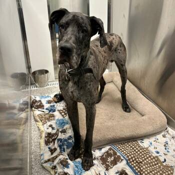 Onyx -  Great Dane Dog for Adoption in Clavet, Saskatchewan - Onyx | PetCurious