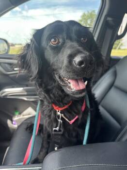 McCoy -  Spaniel and Retriever Dog for Adoption in Shawnee, Oklahoma - McCoy | PetCurious