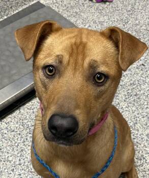 Henry -  Labrador Retriever Dog for Adoption in Golden, Colorado - Henry | PetCurious