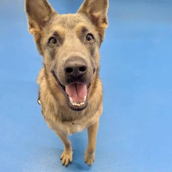 Belgian Shepherd Malinois and Mixed Breed Dogs Available for Adoption in Toronto, Ontario - Elmer | PetCurious