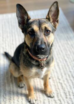 Rescue German Shepherd Dog Dogs for Adoption in Los Angeles, California - Italy | PetCurious