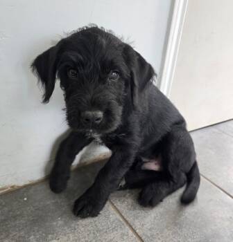 Ash -  Giant Schnauzer and Australian Cattle Dog Blue Heeler Dog for Adoption in Longview, Texas - Ash | PetCurious