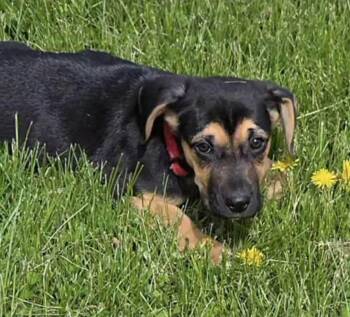 Hound and Belgian Shepherd Malinois Dogs Available for Adoption in Holiday Hills, Illinois - Lou | PetCurious