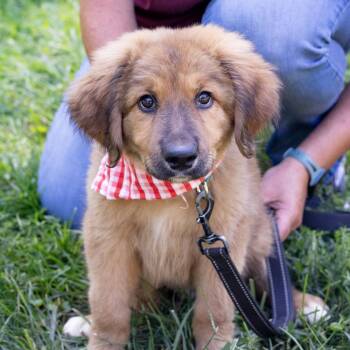 Jude (Male) Avail 9/26 -  Australian Terrier and Boxer Dog for Adoption in West Grove, Pennsylvania - Jude (Male) Avail 9/26 | PetCurious