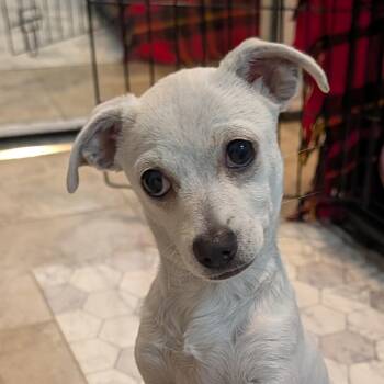 Adina -  Chihuahua and Terrier Dog for Adoption in Minneapolis, Minnesota - Adina | PetCurious