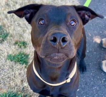 Bubby (mcas) -  American Staffordshire Terrier and Labrador Retriever Dog for Adoption in Troutdale, Oregon - Bubby (mcas) | PetCurious
