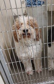 Goldendoodle Dogs Available for Adoption - Dunkan | PetCurious