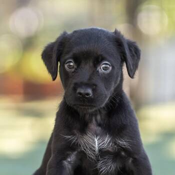 Rescue Dachshund and Terrier Dogs for Adoption in San Diego, California - Alpine Pup - Rila | PetCurious