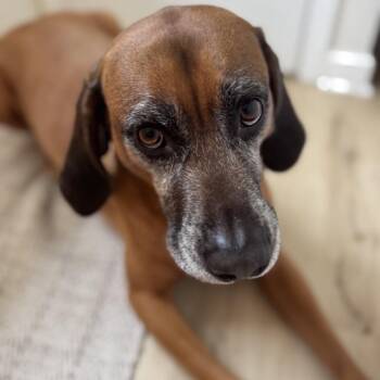 Burnie -  Redbone Coonhound Dog for Adoption in Summerfield, North Carolina - Burnie | PetCurious