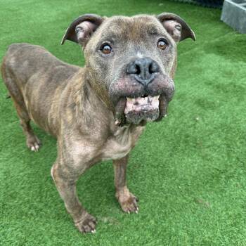 Rescue American Staffordshire Terrier Dogs for Adoption - Gus | PetCurious