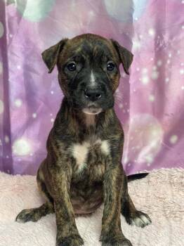 Furniture Duo - Lamp -  Boxer Dog for Adoption in Aurora, Colorado - Furniture Duo - Lamp | PetCurious