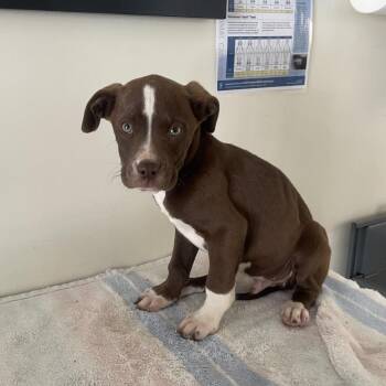 Retriever and Terrier Dogs Available for Adoption - Howell | PetCurious