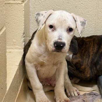 Snoop -  Mixed Breed Dog for Adoption in Winston-salem, North Carolina - Snoop | PetCurious