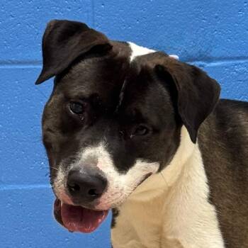 Quizno -  Mixed Breed Dog for Adoption in Pine Bluff, Arkansas - Quizno | PetCurious