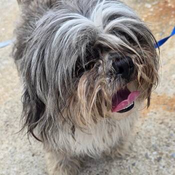 Jimmy -  Shih Tzu Dog for Adoption in Goltry, Oklahoma - Jimmy | PetCurious