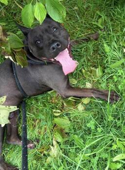 Dexi -  Pit Bull Terrier Dog for Adoption in Youngstown, Ohio - Dexi | PetCurious