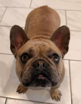 French Bulldog Dogs Available for Adoption - Nana Banana | PetCurious