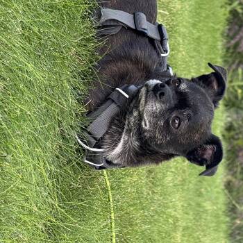 Oso -  Chihuahua Dog for Adoption in Boise, Idaho - Oso | PetCurious