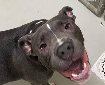 American Staffordshire Terrier and American Bully Dogs Available for Adoption in Heathsville, Virginia - Flash | PetCurious