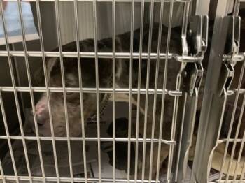 Rescue American Bulldog and Mixed Breed Dogs for Adoption in Atlanta, Georgia - Mr Smokes | PetCurious