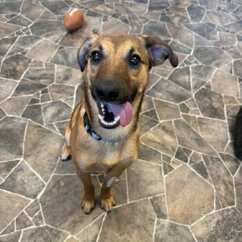 Terrier Dogs Available for Adoption in Sterling Heights, Michigan - Flint | PetCurious