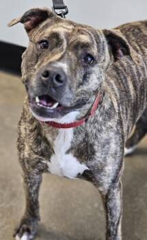 Mixed Breed Dogs Available for Adoption - Skylar Fka Piggy | PetCurious