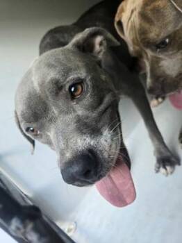 Harmonia -  Mixed Breed Dog for Adoption in Atlanta, Georgia - Harmonia | PetCurious