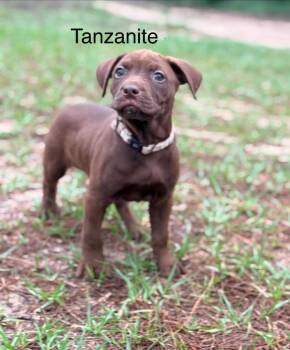 Labrador Retriever and Mixed Breed Dogs Available for Adoption in St. Augustine, Florida - Tanzanite AKA Tanzy | PetCurious