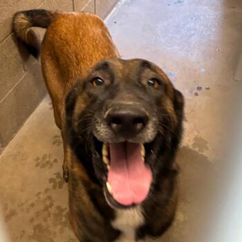 Dante -  Belgian Shepherd Malinois Dog for Adoption in Yuma, Arizona - Dante | PetCurious