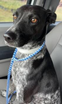Mis Sylvia -  German Shorthaired Pointer and Mixed Breed Dog for Adoption in Park Row, Texas - Mis Sylvia | PetCurious