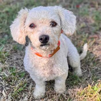 Ricotta - Chino Hills Location -  Poodle and None Dog for Adoption in Chino Hills, California - Ricotta - Chino Hills Location | PetCurious