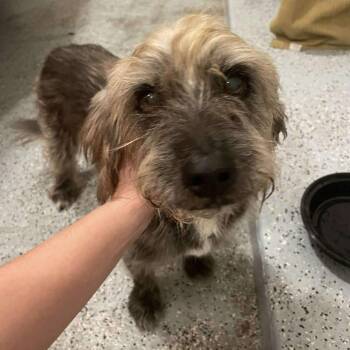 Ernie Ray -  Border Terrier Dog for Adoption in Houston, Texas - Ernie Ray | PetCurious