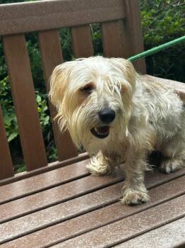 Toto -  Shih Tzu Dog for Adoption in Cambridge, Maryland - Toto | PetCurious