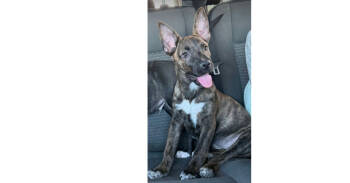 Rescue Terrier and Pit Bull Terrier Dogs for Adoption in Dallas, Texas - Ivy (CP) | PetCurious