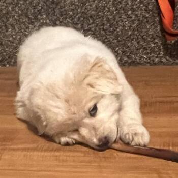 Great Pyrenees Dogs Available for Adoption in Ennis, Texas - Rhody | PetCurious