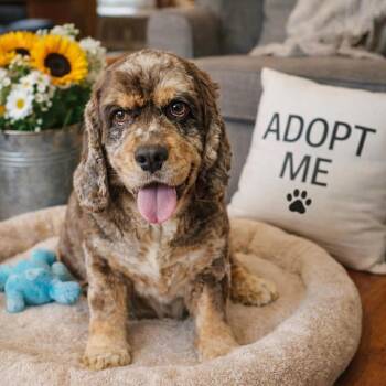 Cocker Spaniel Dogs Available for Adoption in Pittsburg, Kansas - Dorthy | PetCurious