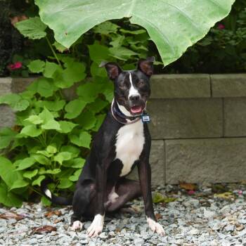 Adam -  Terrier Dog for Adoption in Wake Forest, North Carolina - Adam | PetCurious