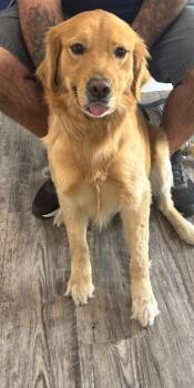 Golden Retriever Dogs Available for Adoption - Arlo | PetCurious