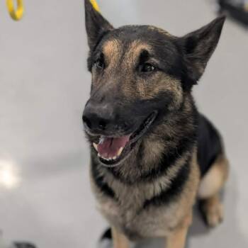 Hunter -  German Shepherd Dog Dog for Adoption in Chanute, Kansas - Hunter | PetCurious