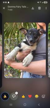Cattle Dog Dogs Available for Adoption in Miami, Florida - Dakota | PetCurious