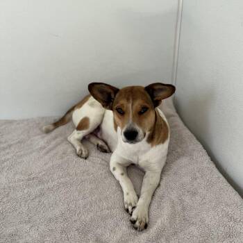 Mixed Breed Dogs Available for Adoption - Jazzy 8499 | PetCurious