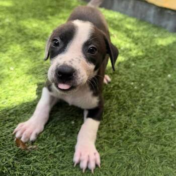 Oreo 8817 -  Mixed Breed Dog for Adoption in Loxahatchee Groves, Florida - Oreo 8817 | PetCurious