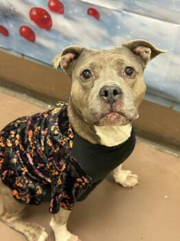 American Staffordshire Terrier Dogs Available for Adoption - Drina | PetCurious